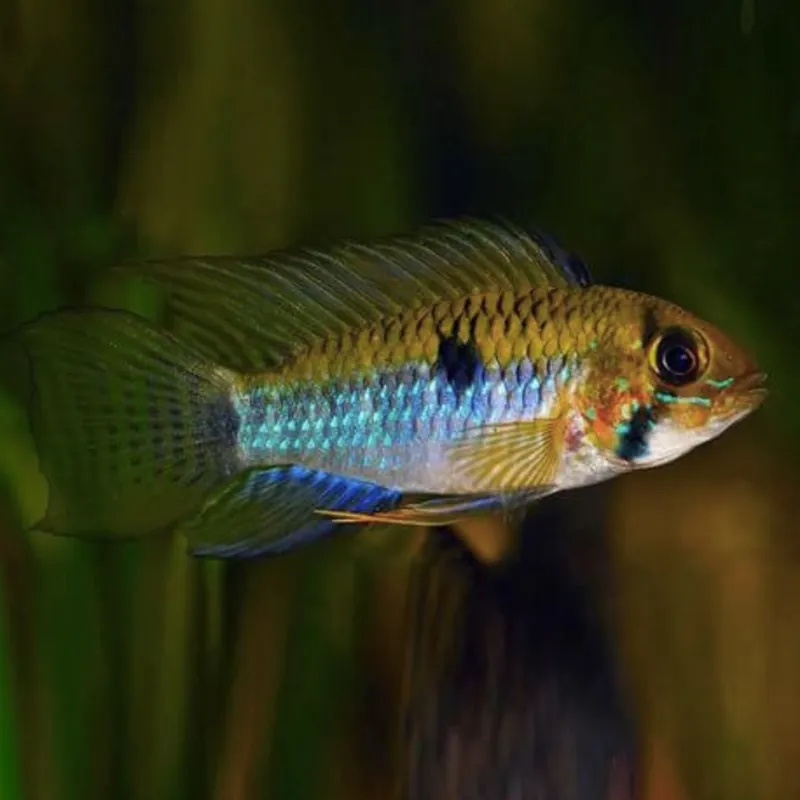 Must-Have Steindachners Zwergbuntbarsch (Apistogramma steindachneri)